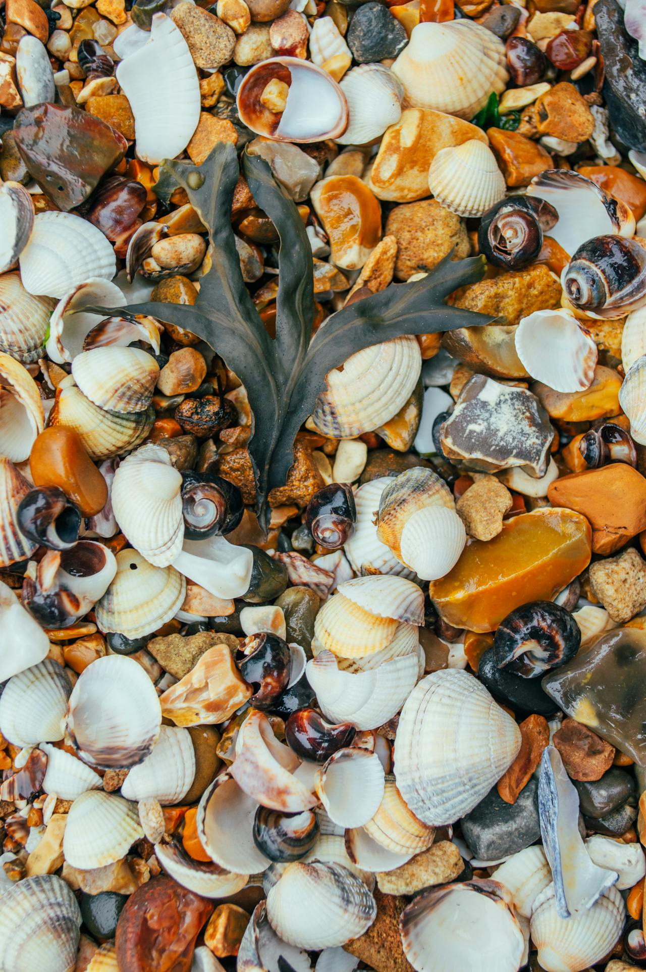 sea shells and stones